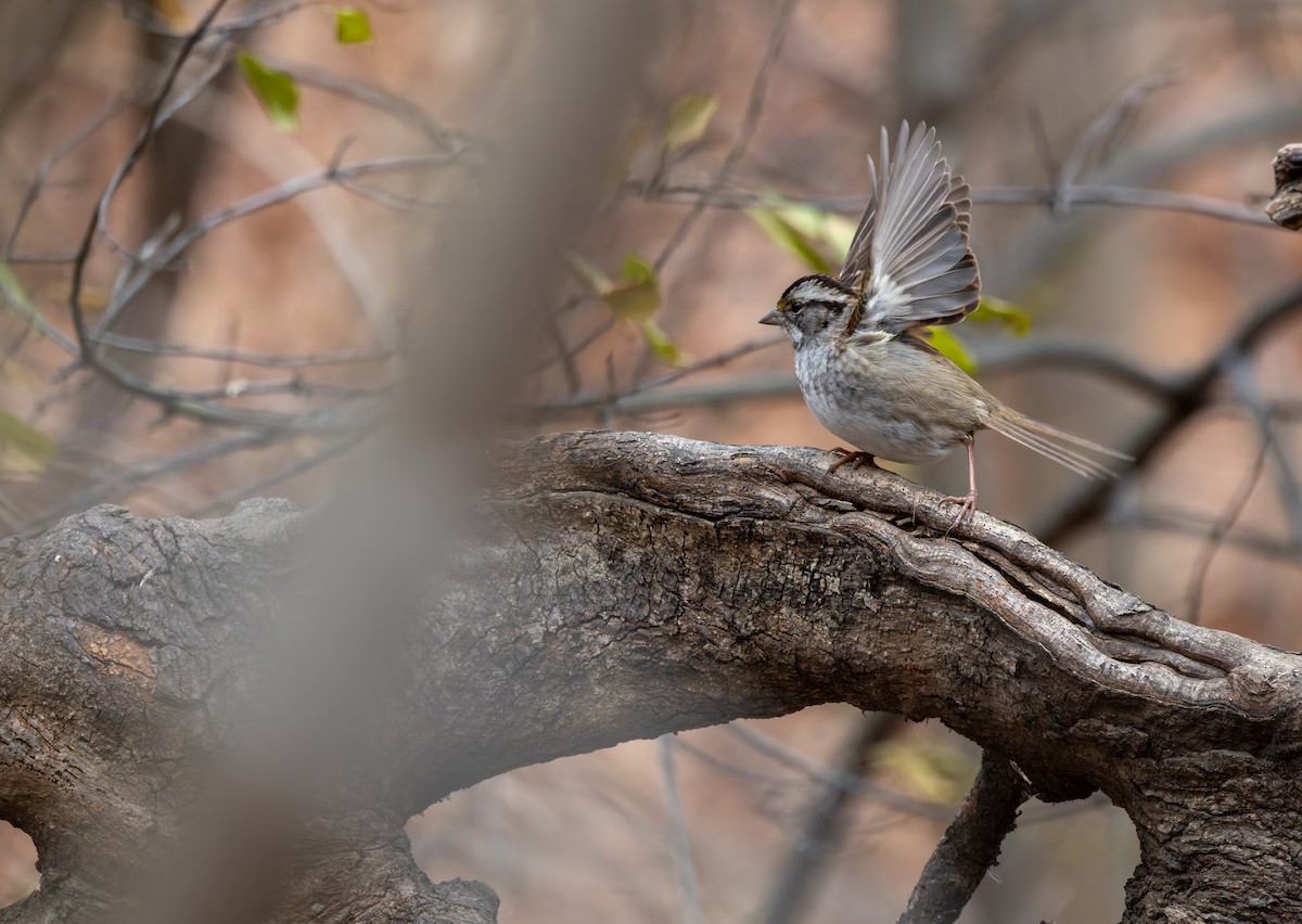 strnadec bělohrdlý - ML646919789