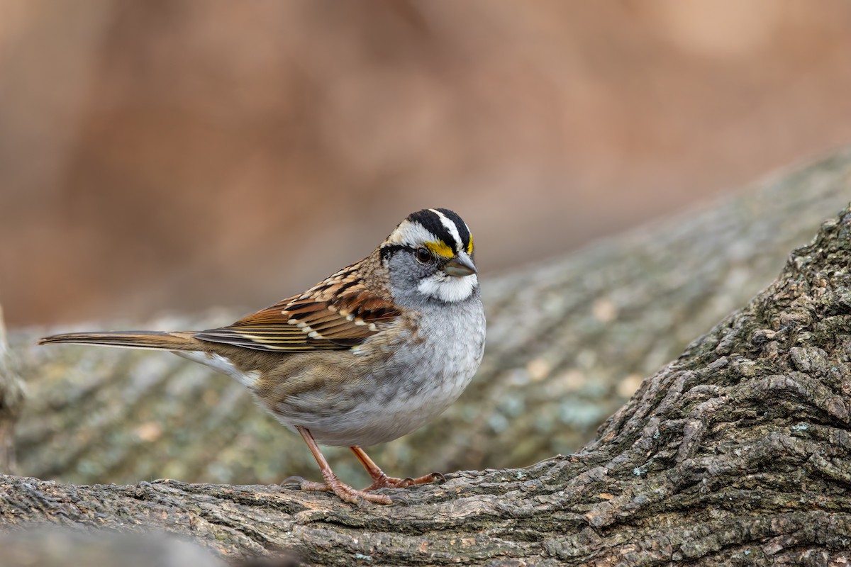 strnadec bělohrdlý - ML646919790