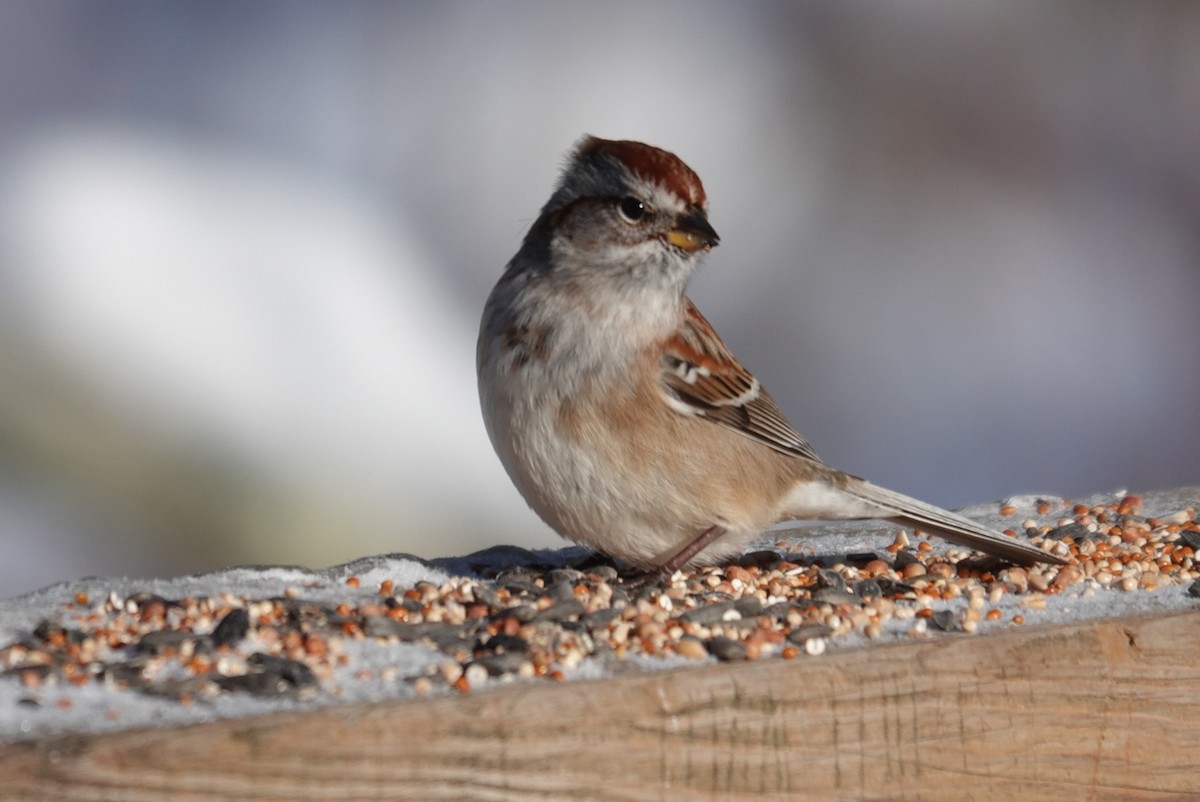 American Tree Sparrow - ML646919801