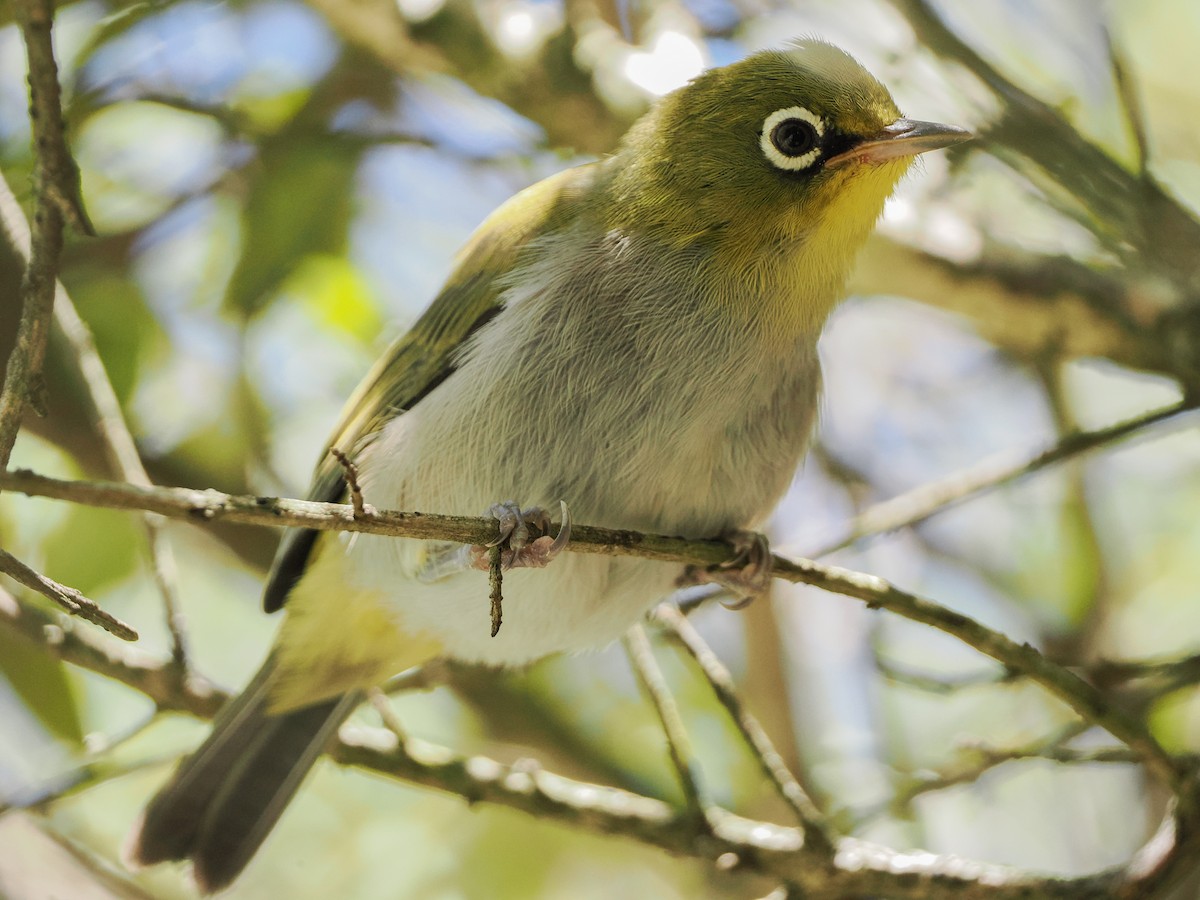 Cape White-eye - ML646919805