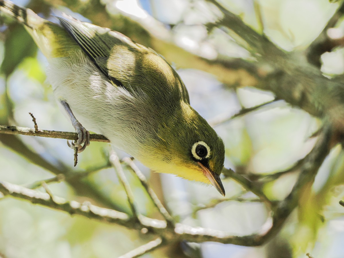 Cape White-eye - ML646919806