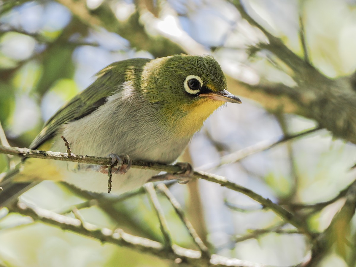 Cape White-eye - ML646919807