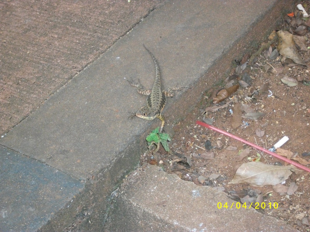 Reptiles - ML646919812