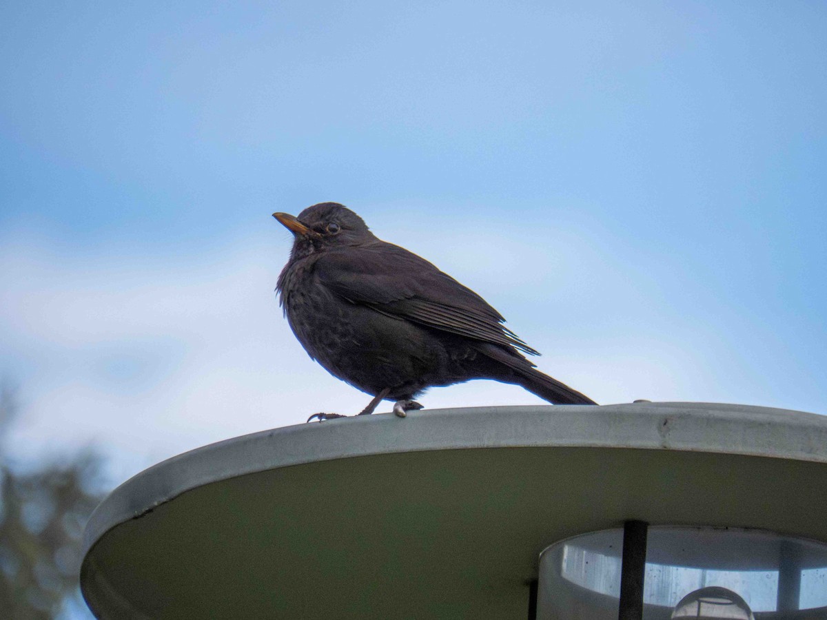 Eurasian Blackbird - ML646919815