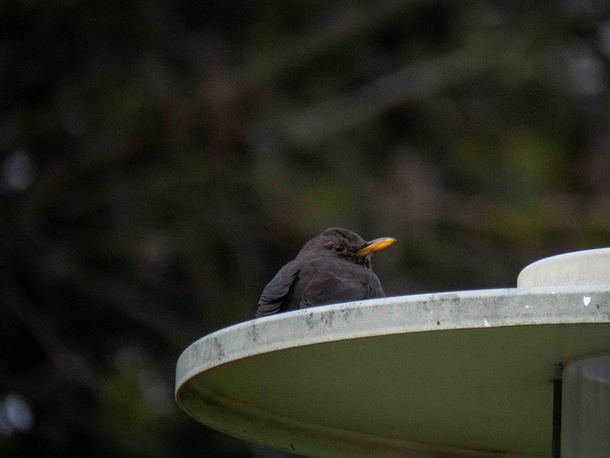 Eurasian Blackbird - ML646919816