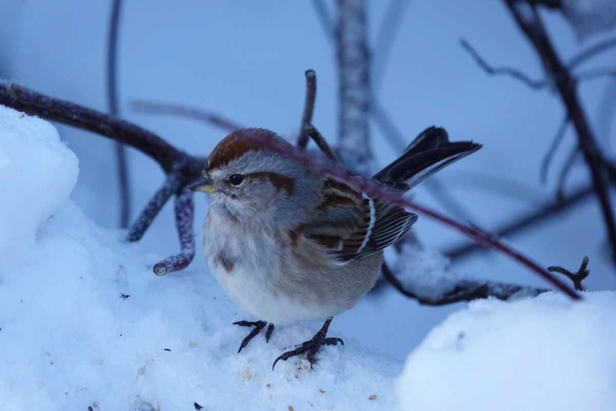 American Tree Sparrow - ML646919817