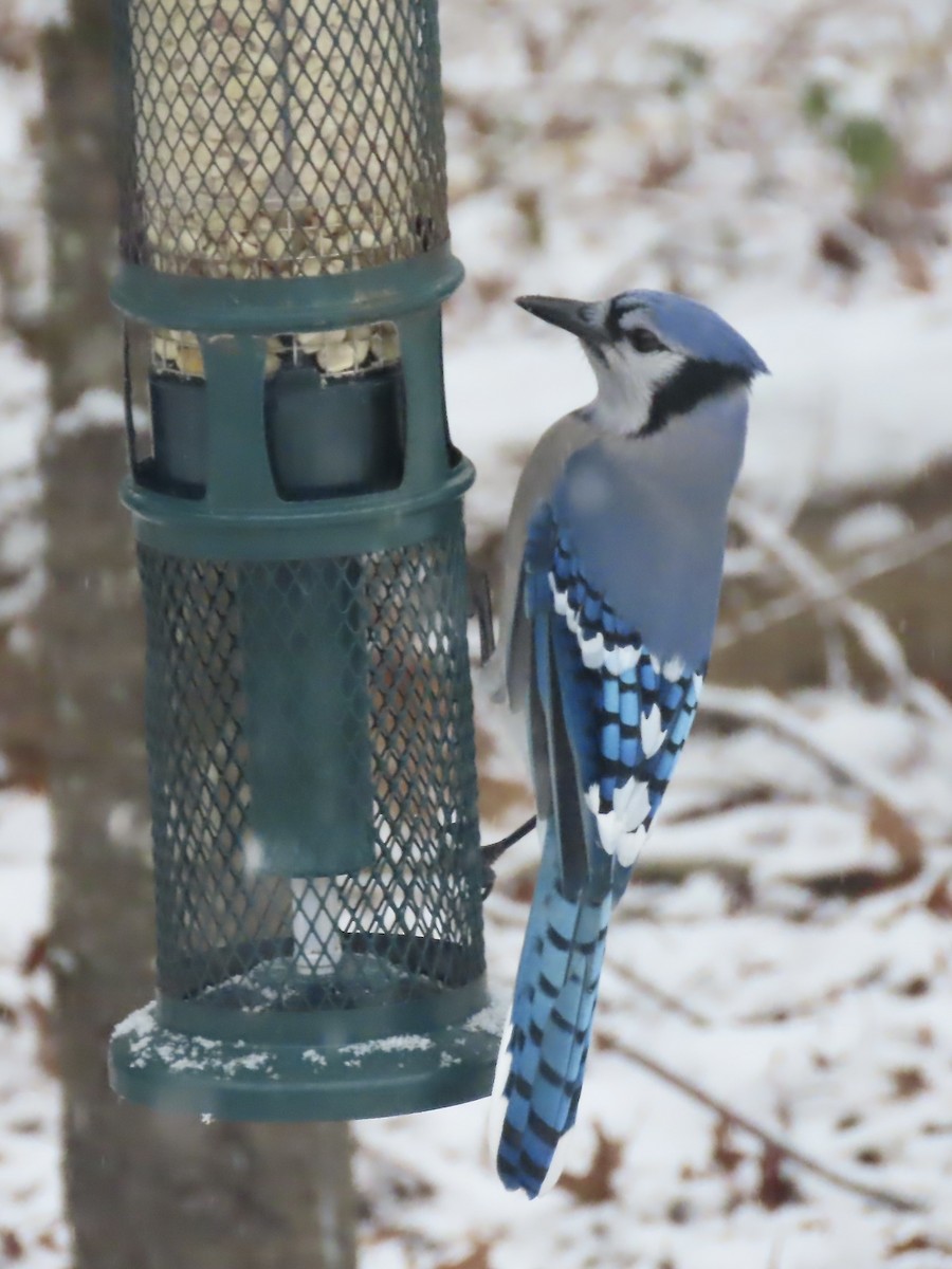 Сизойка блакитна - ML646919818