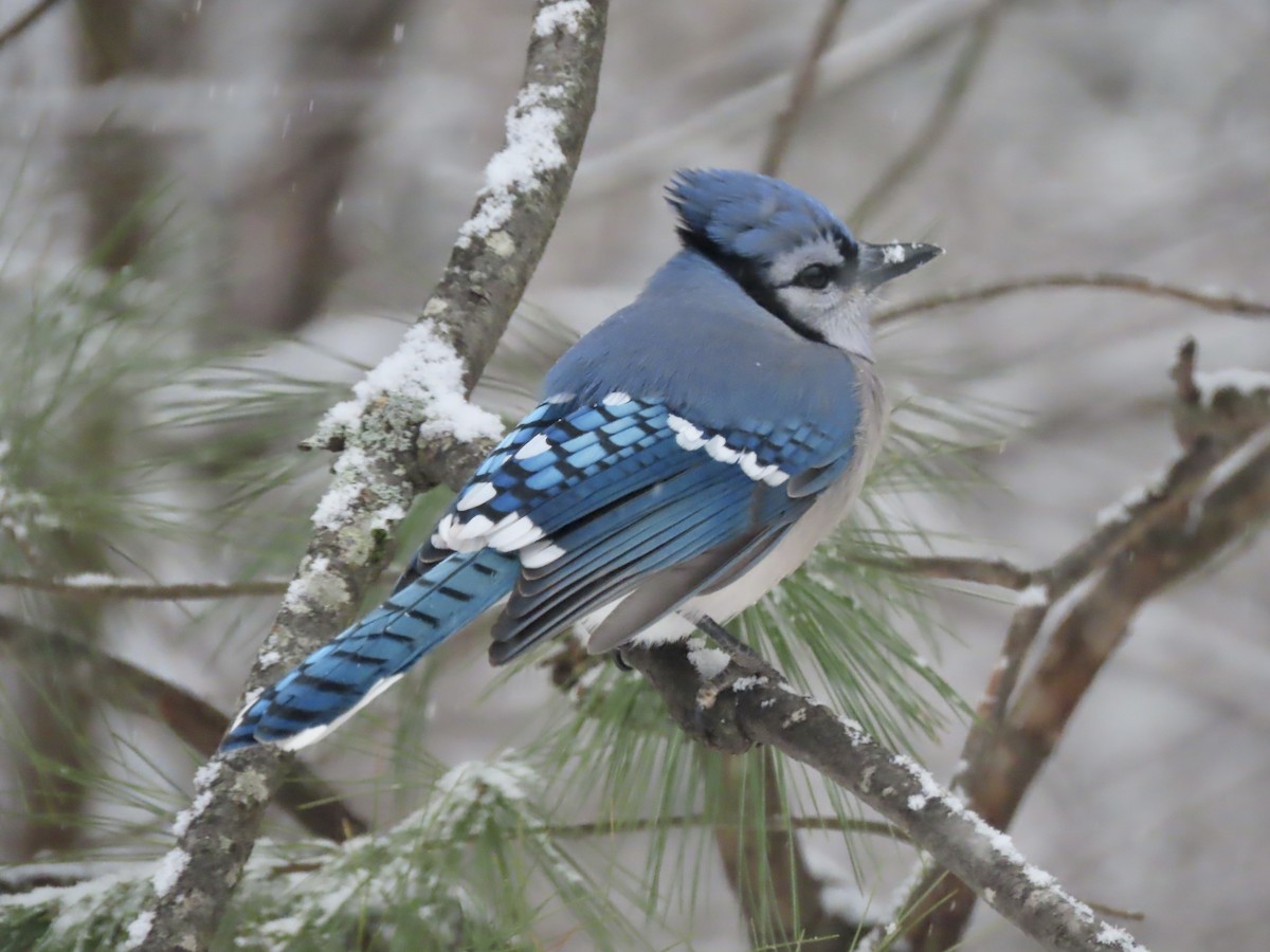 Сизойка блакитна - ML646919819