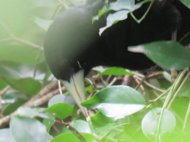 Solitary Black Cacique - ML646919820