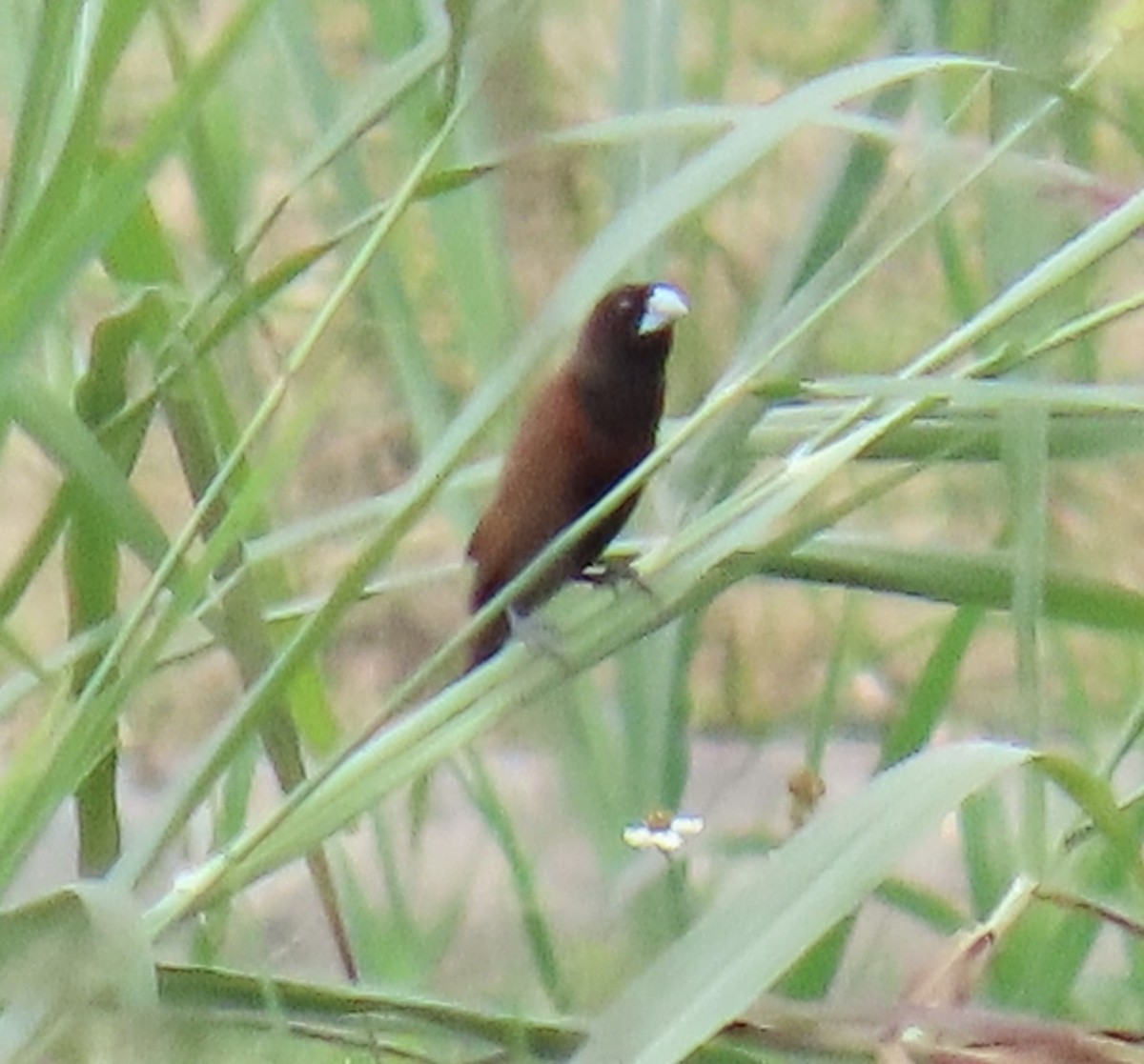 Capuchino Castaño - ML646919823