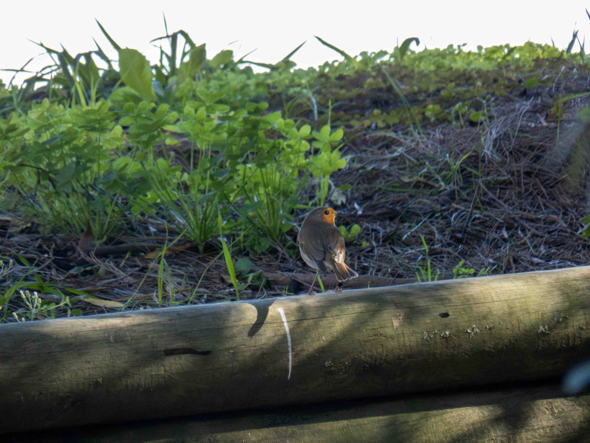 European Robin - ML646919824