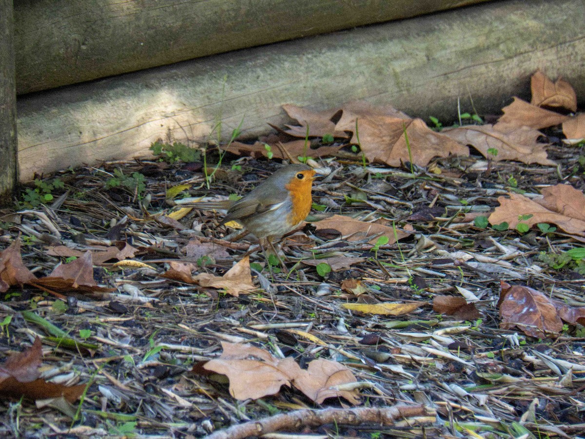 European Robin - ML646919825