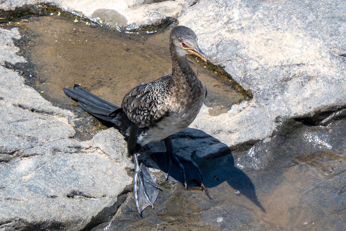 Reed Cormorant - ML646919826