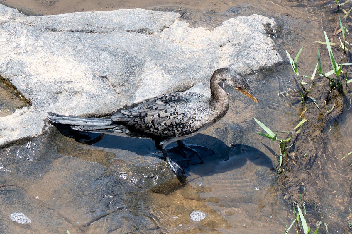 Reed Cormorant - ML646919827