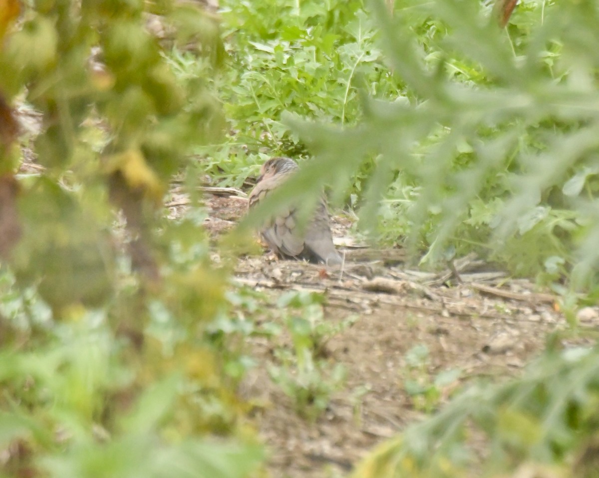 Common Ground Dove - ML646919838