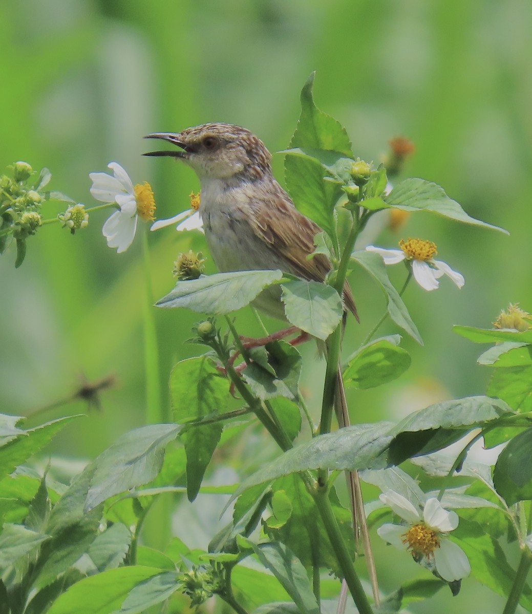 Striped Prinia - ML646919839