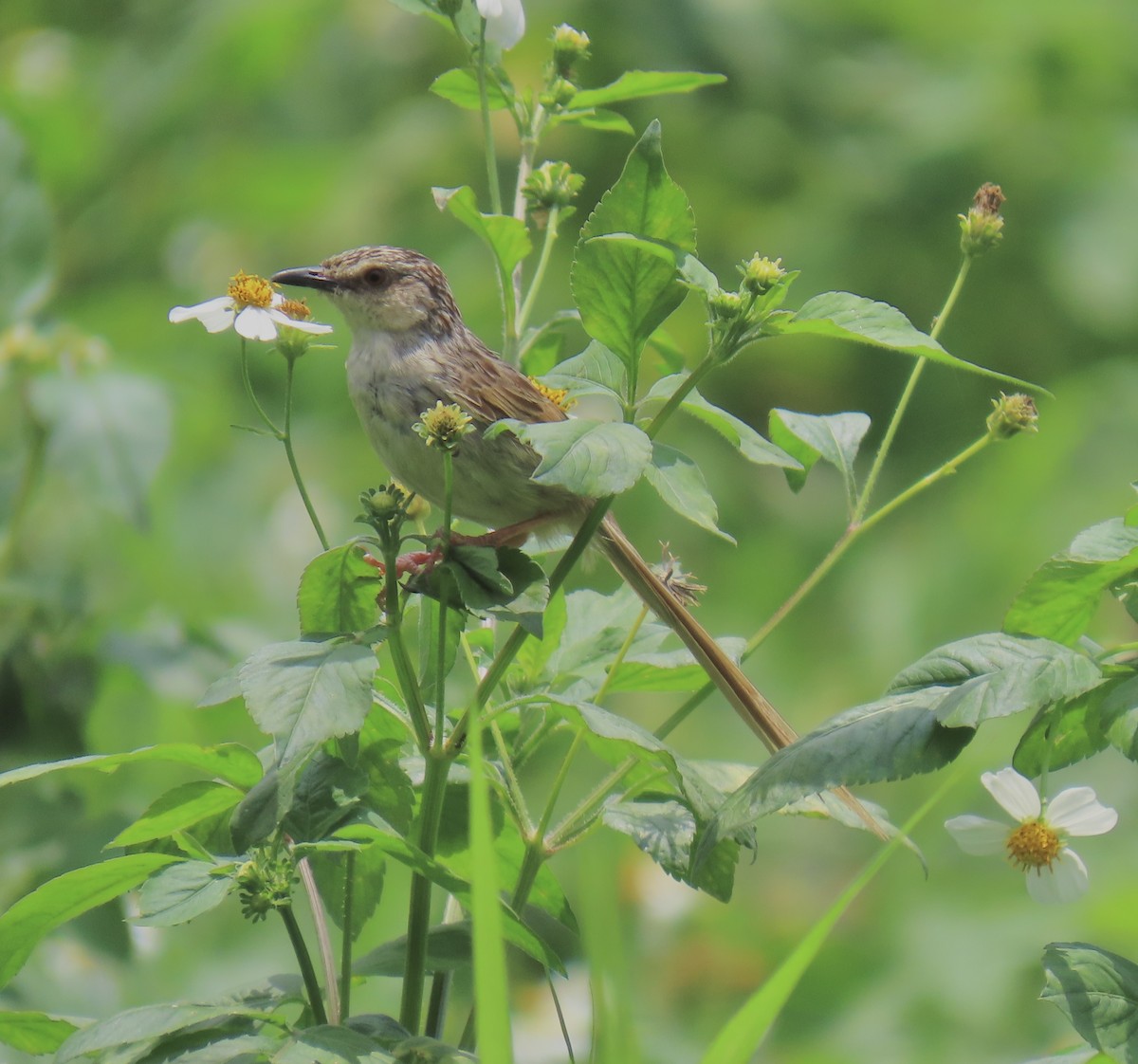Striped Prinia - ML646919840