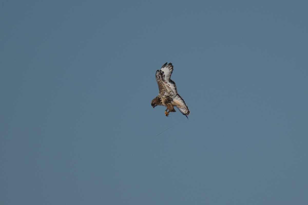 Rough-legged Hawk - ML646919843
