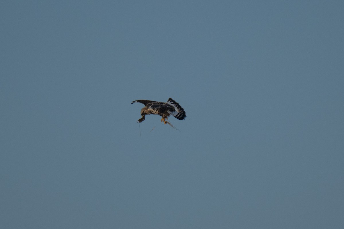 Rough-legged Hawk - ML646919845
