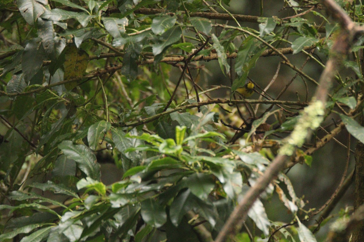 Reinita Canadiense - ML646919848