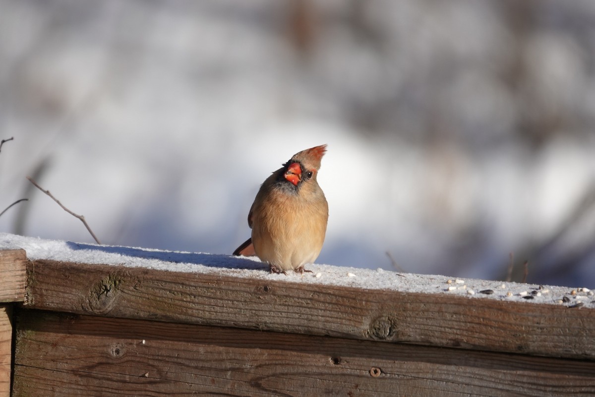 Northern Cardinal - ML646919849