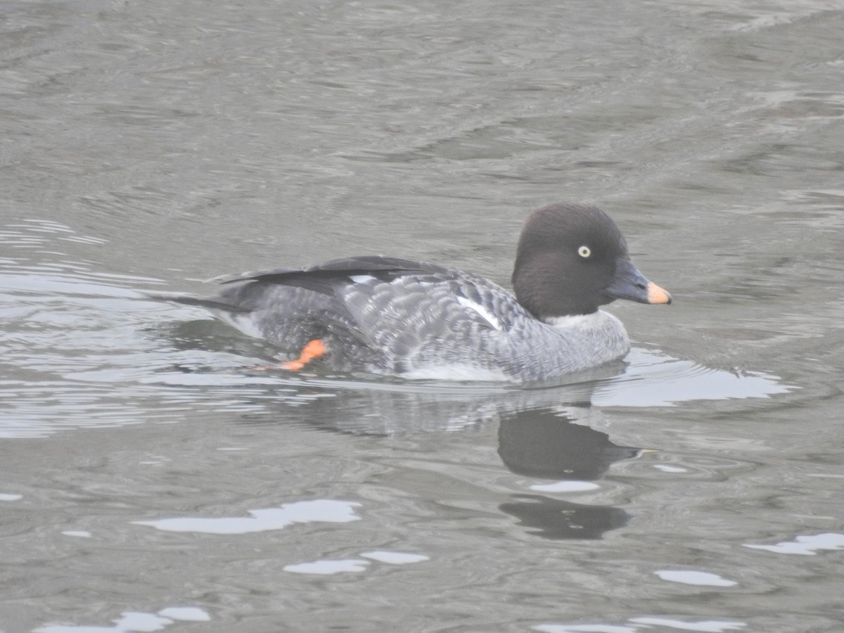 Common Goldeneye - ML646919850