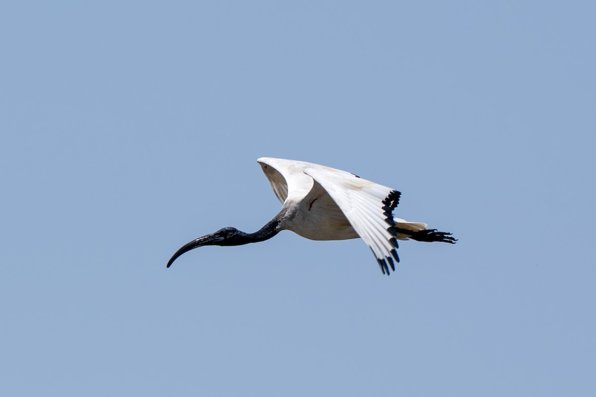 African Sacred Ibis - ML646919851