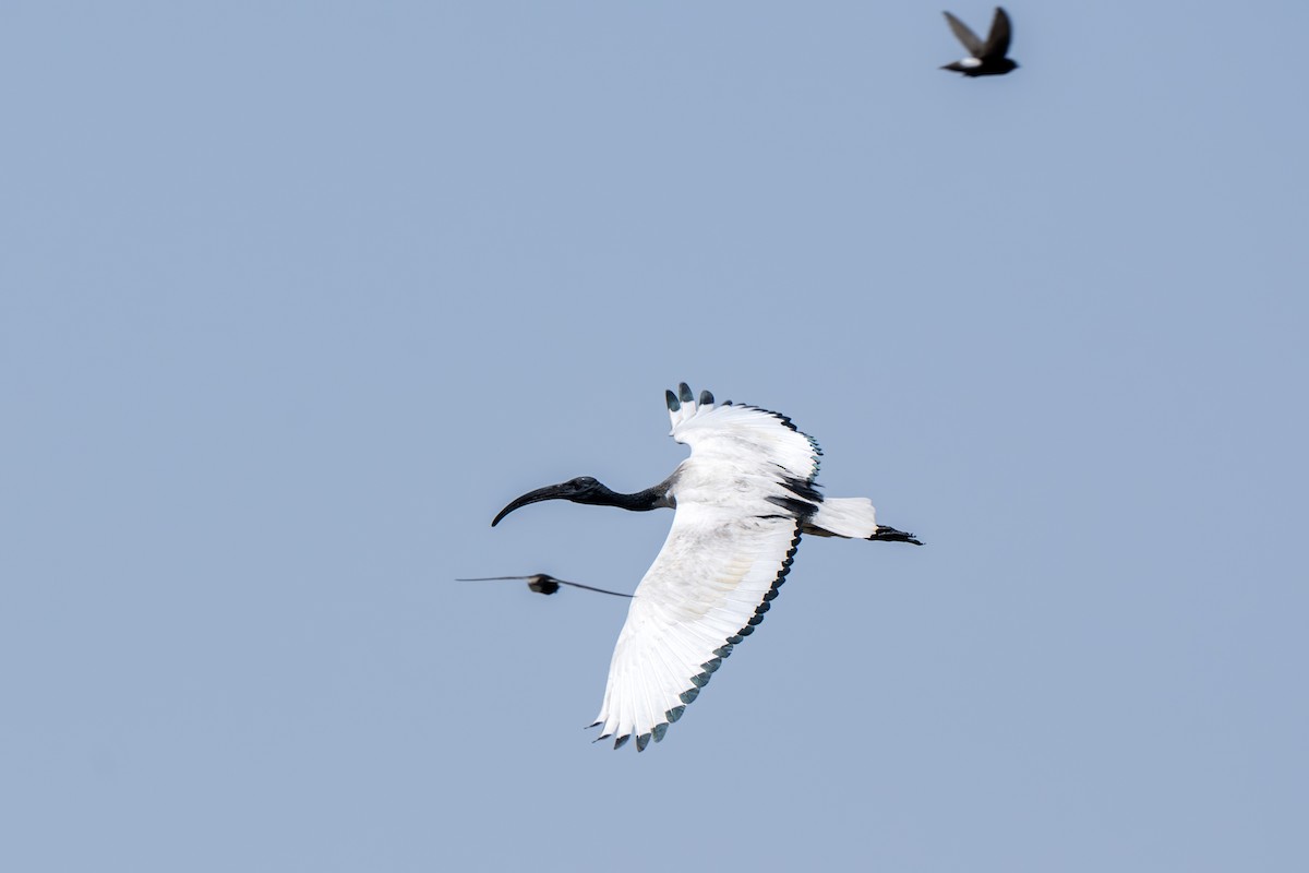 African Sacred Ibis - ML646919852