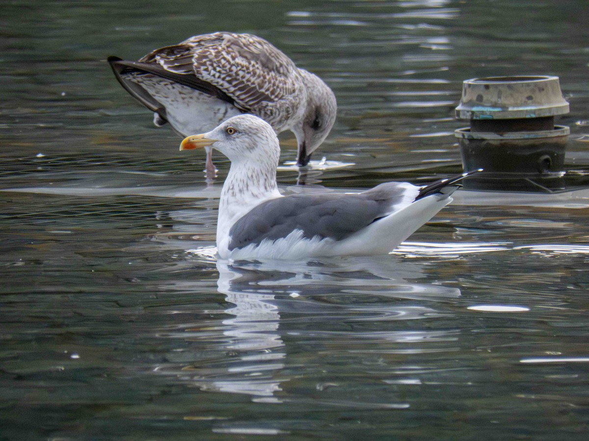 Lesser Black-backed Gull - ML646919853