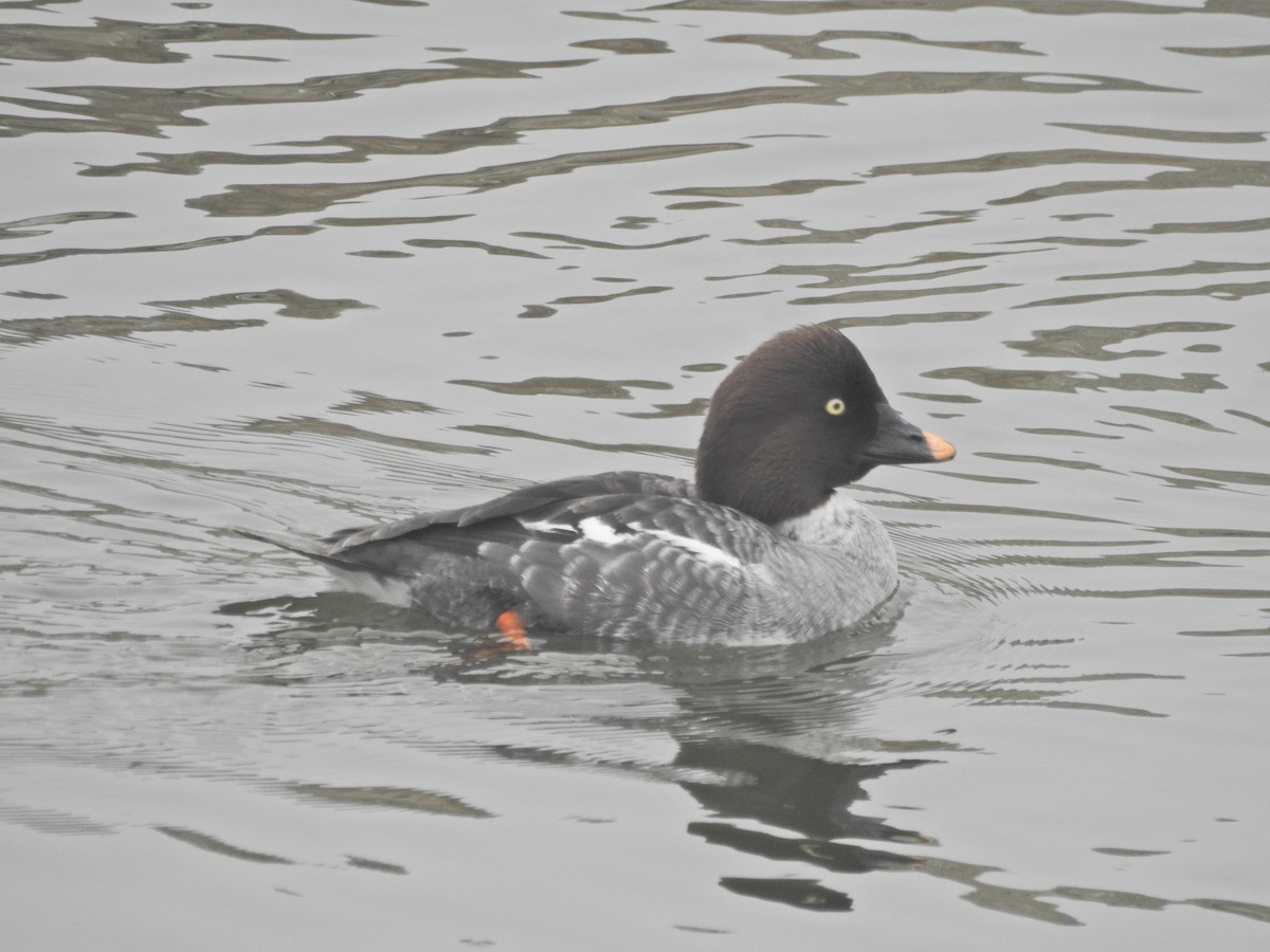 Common Goldeneye - ML646919863