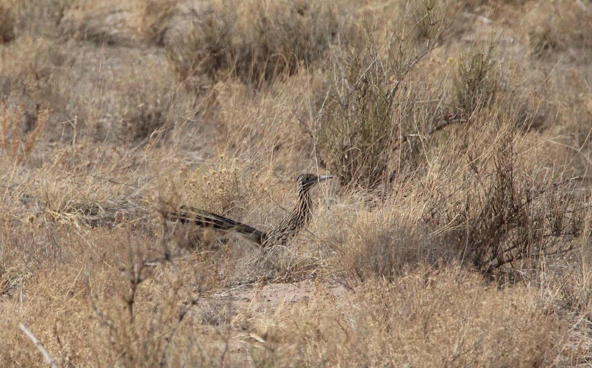 Greater Roadrunner - ML646919864