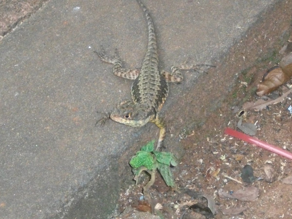 Animals - ML646919867