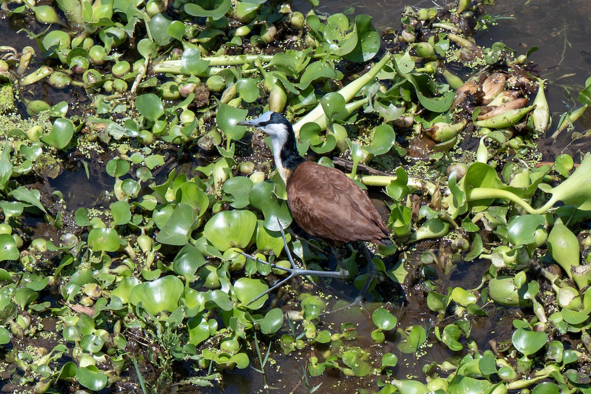 African Jacana - ML646919871