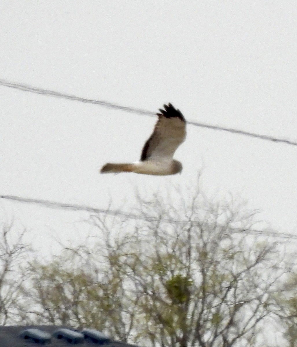 Northern Harrier - ML646919874