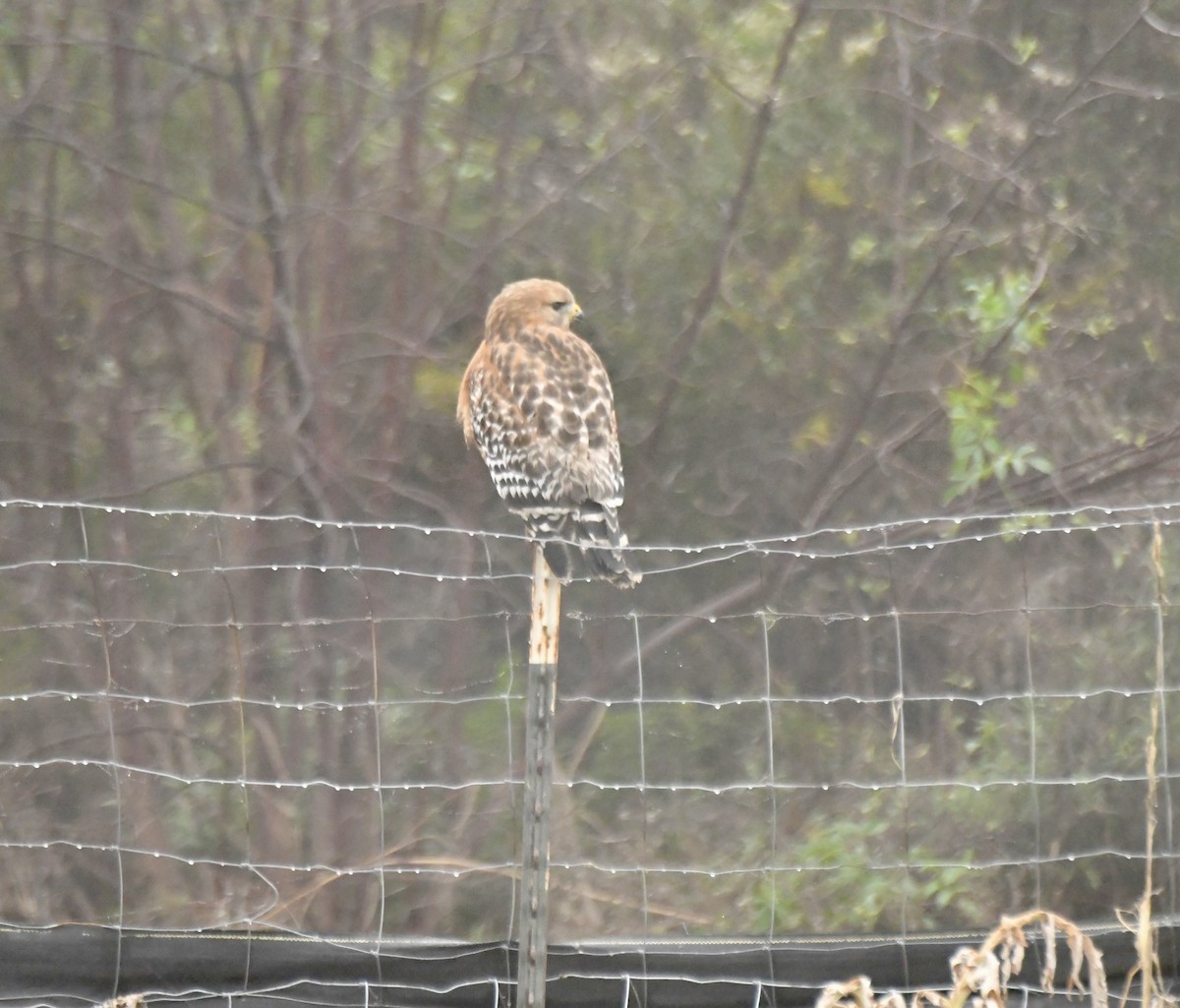 Red-shouldered Hawk - ML646919875