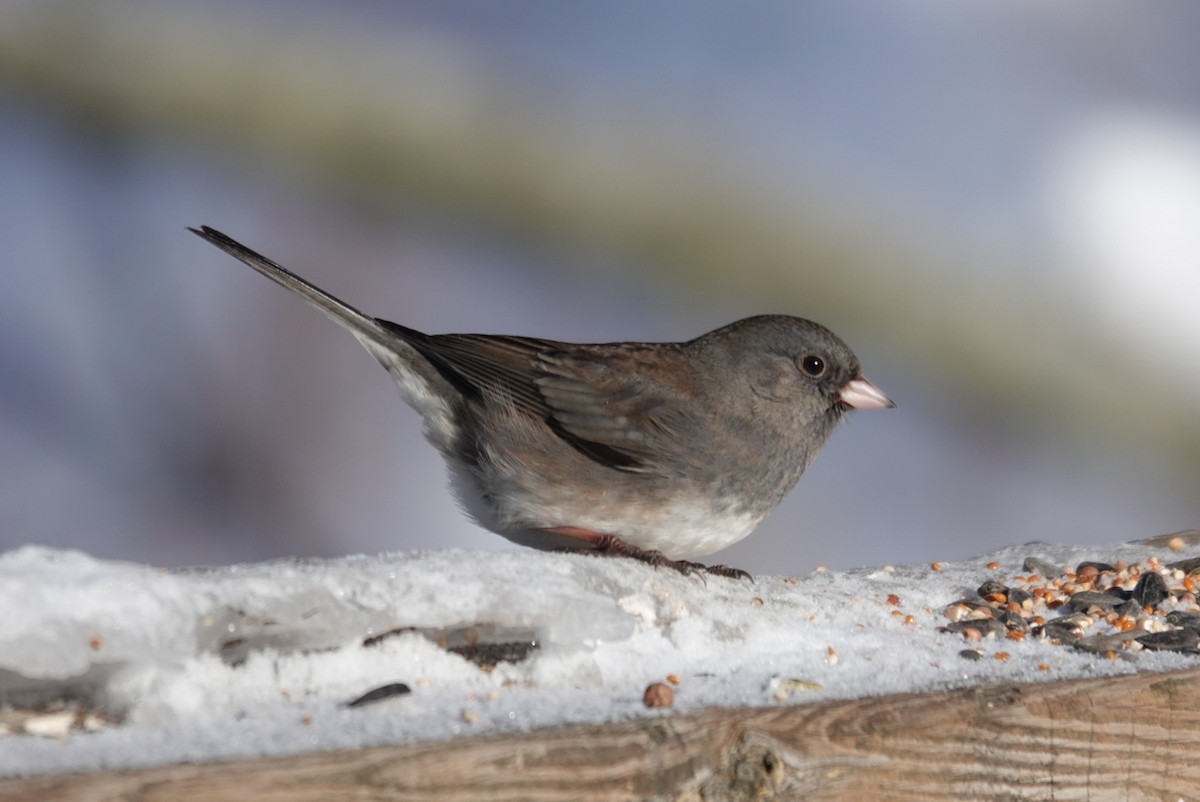 Dark-eyed Junco - ML646919876