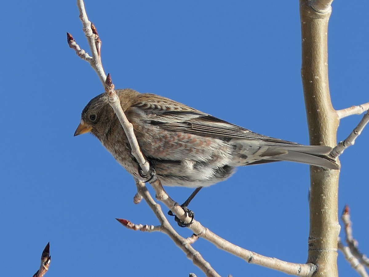 Brown-capped Rosy-Finch - ML646919878