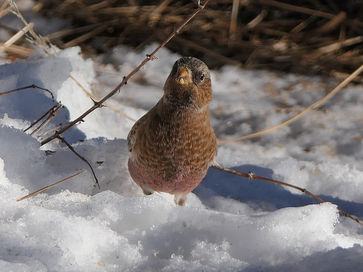 Brown-capped Rosy-Finch - ML646919879