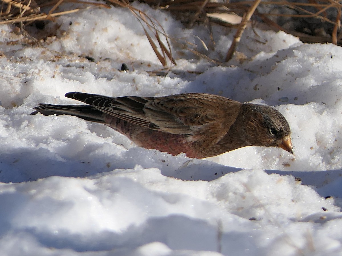 Brown-capped Rosy-Finch - ML646919880