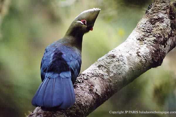 Knysna Turaco - ML646919881