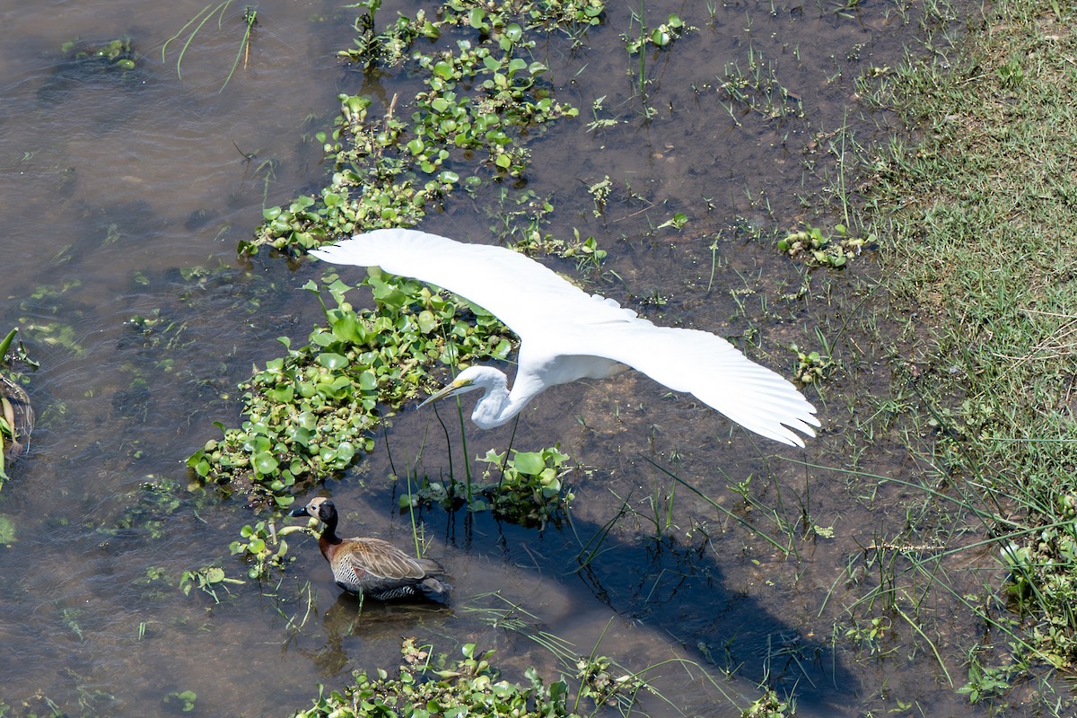 Great Egret - ML646919882