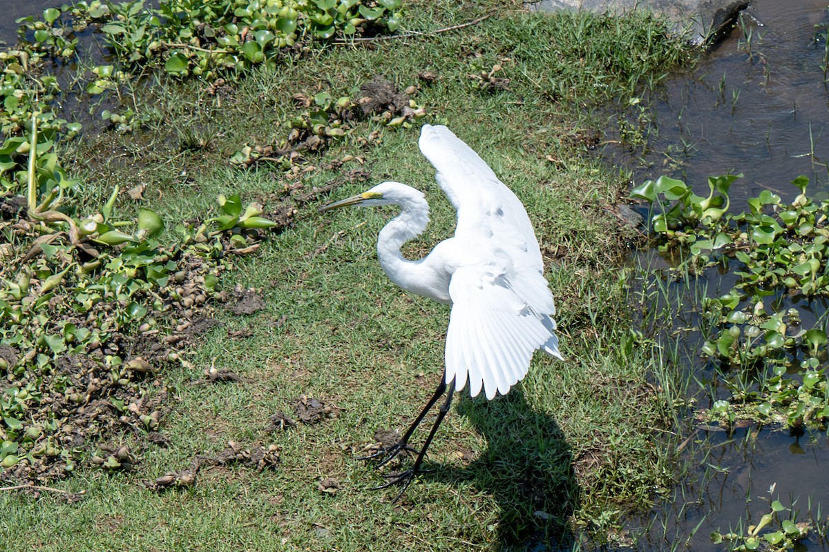 Great Egret - ML646919883