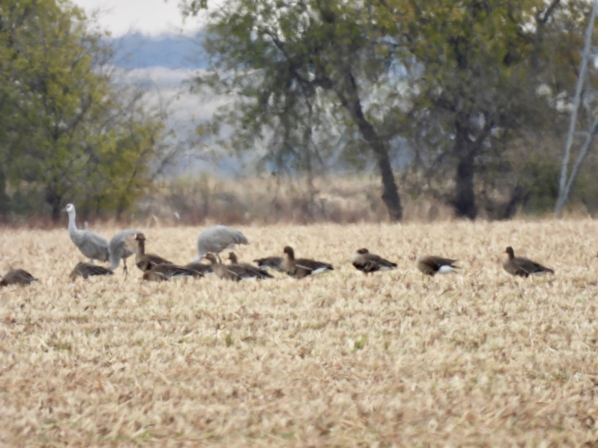 Greater White-fronted Goose - ML646919884