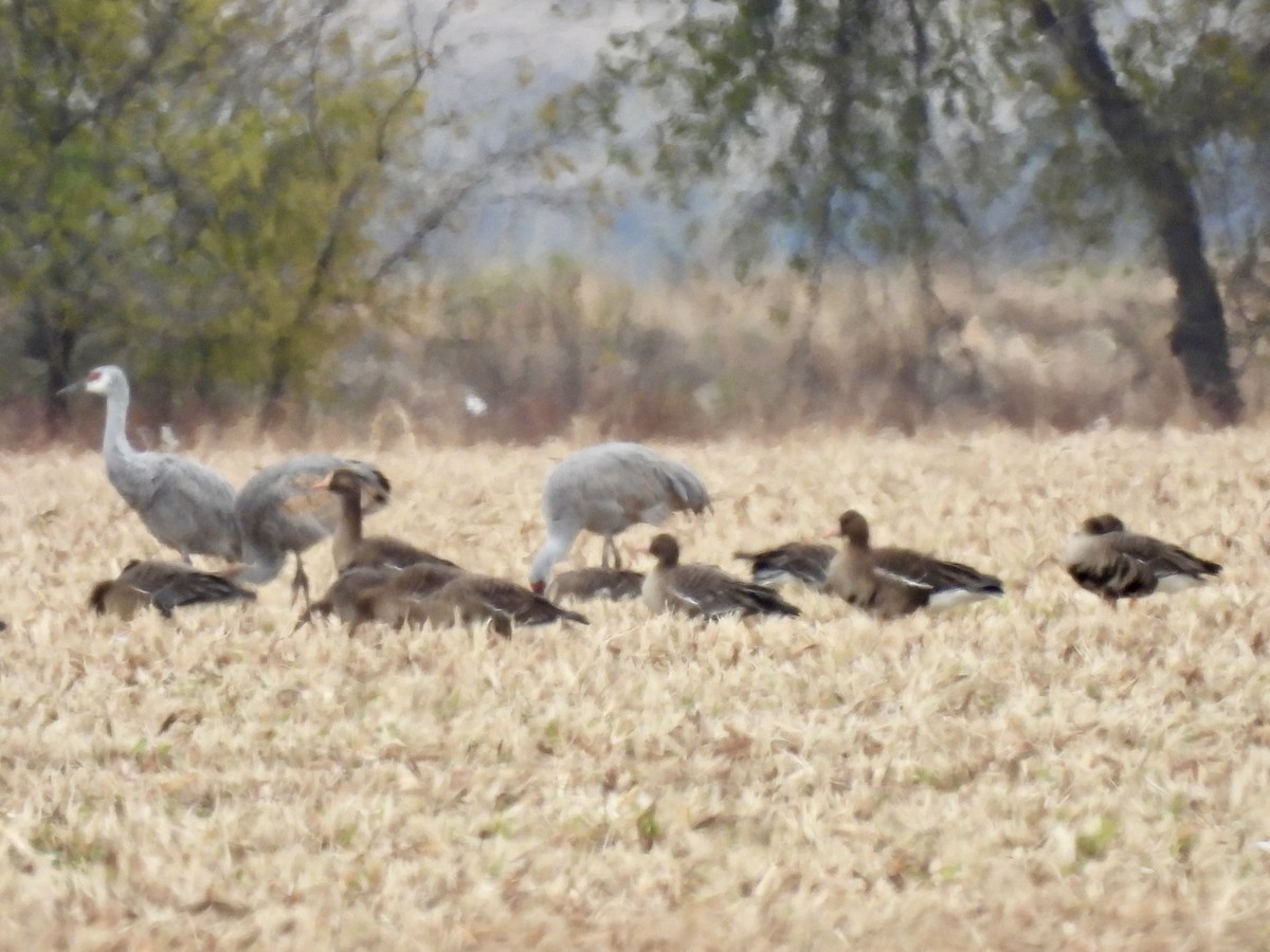 Greater White-fronted Goose - ML646919886