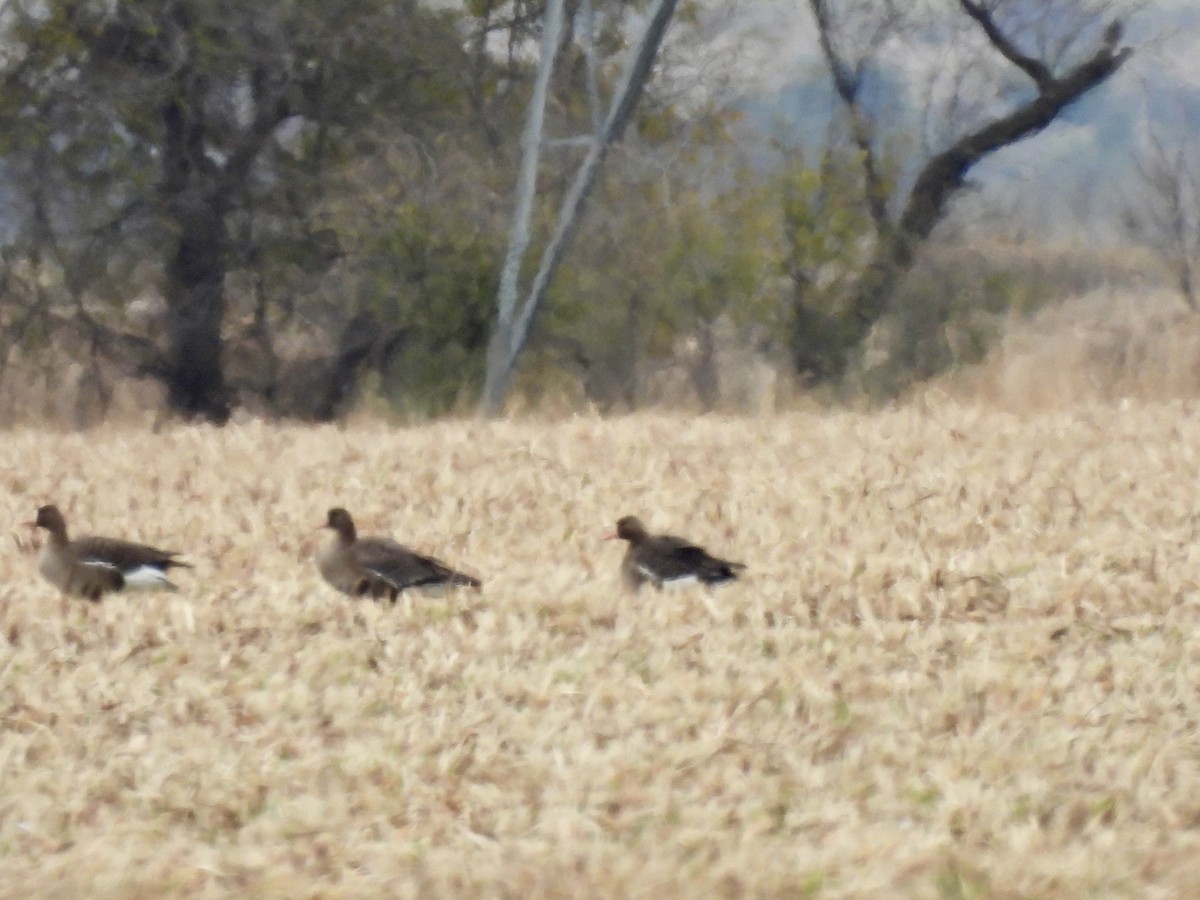 Greater White-fronted Goose - ML646919887