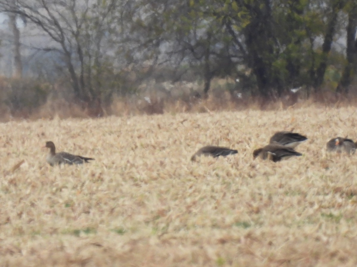 Greater White-fronted Goose - ML646919888