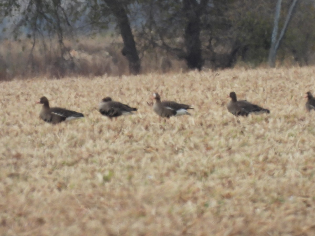 Greater White-fronted Goose - ML646919889