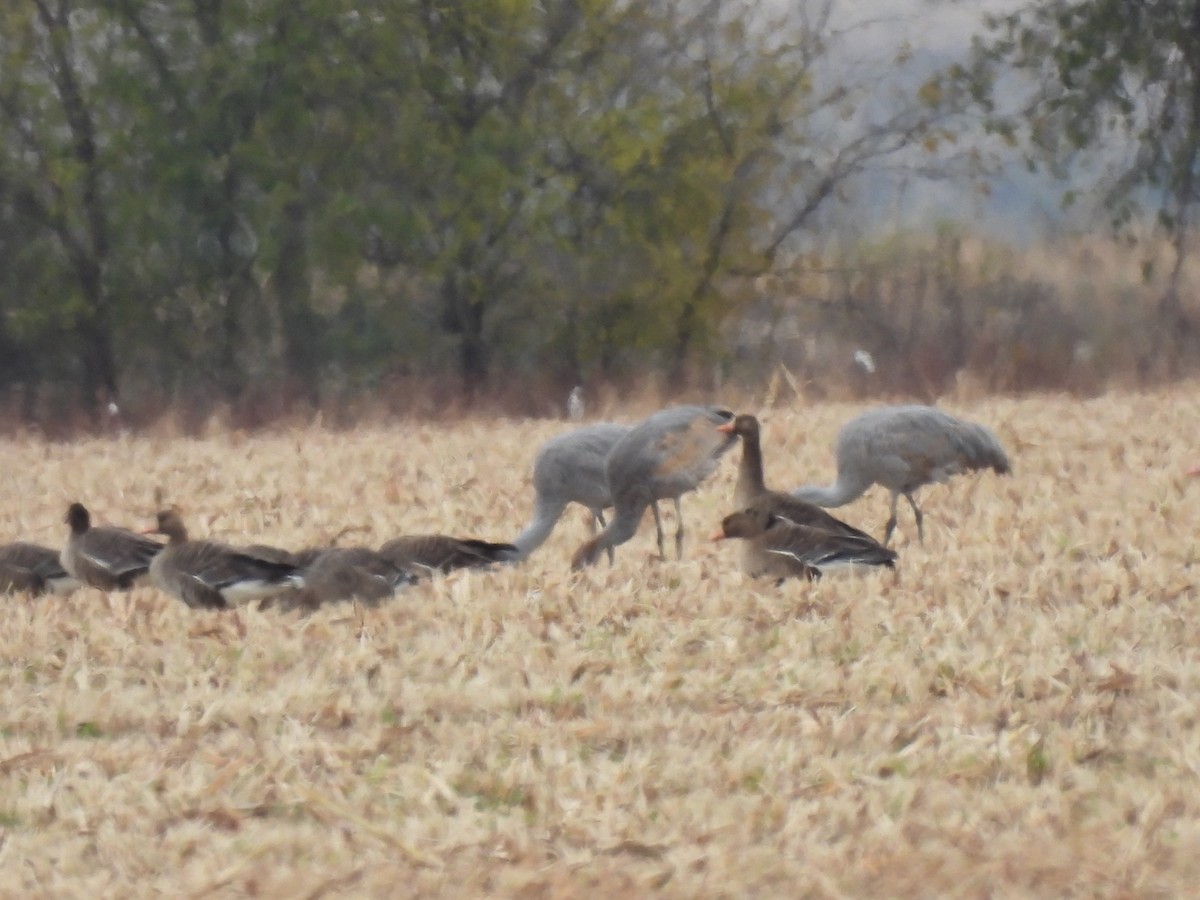 Greater White-fronted Goose - ML646919890