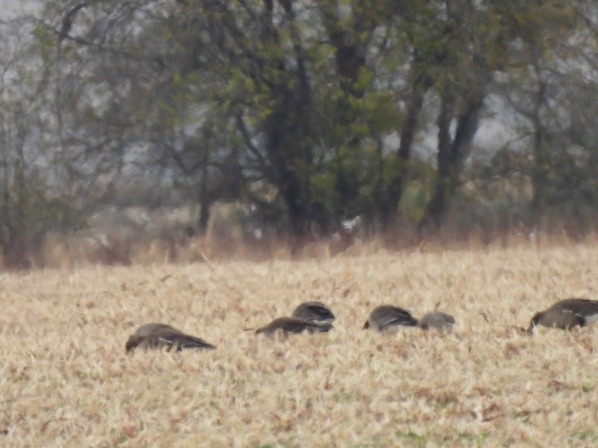 Greater White-fronted Goose - ML646919891