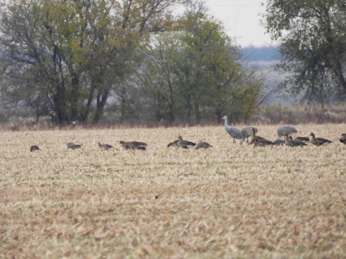 Greater White-fronted Goose - ML646919892